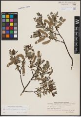 Foto von Salix aurita L. x Salix lapponum L. x Salix repens L.